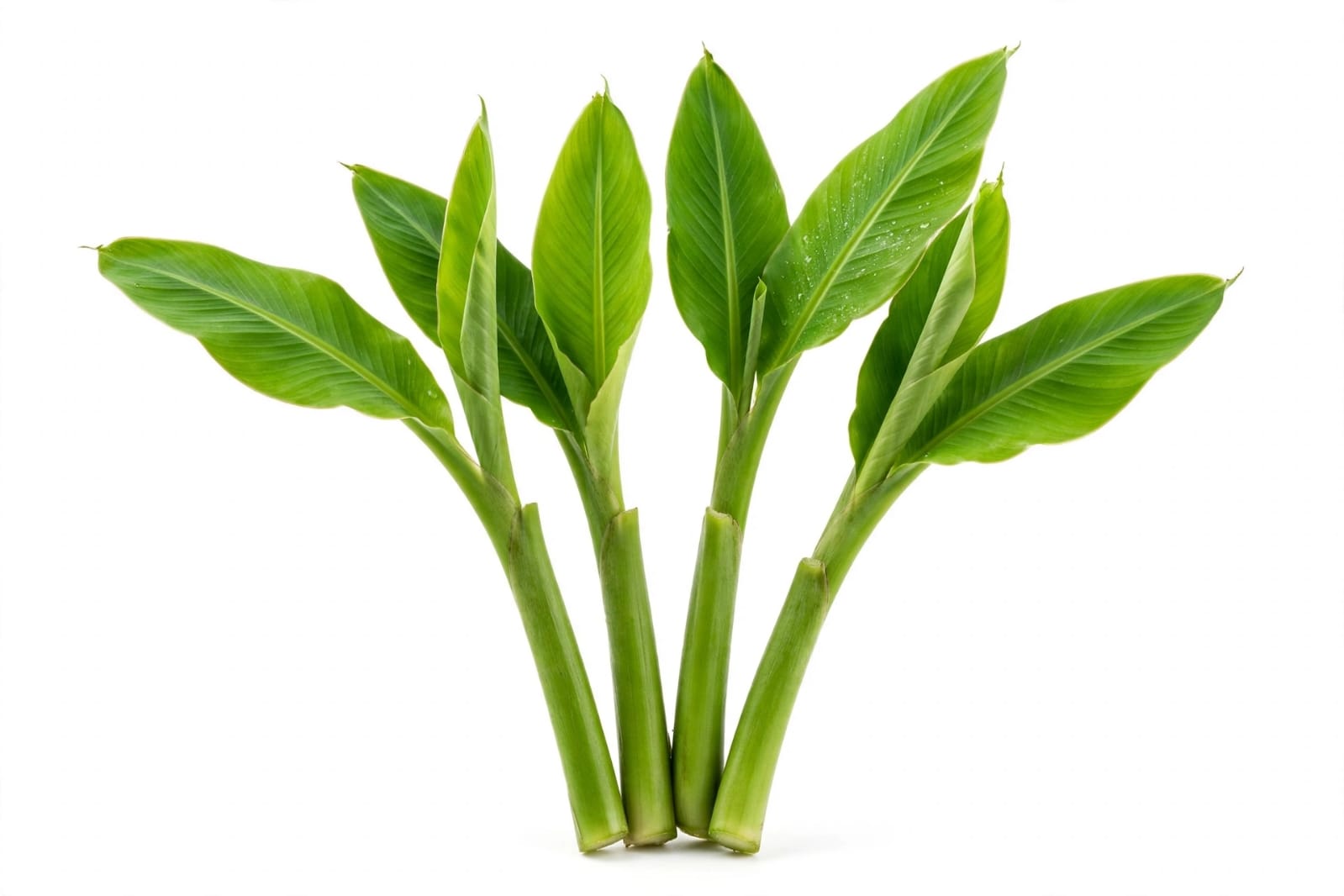 keleche khaamb (केळीचे खांब)