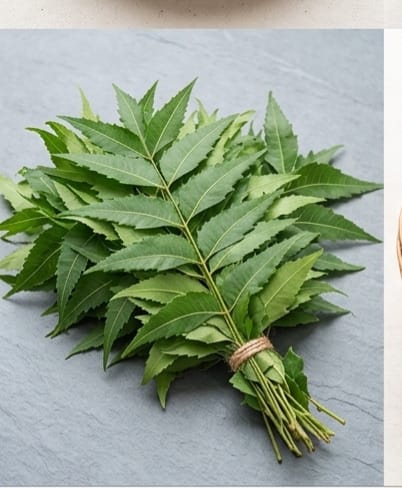 Neem leaves (कडुलिंबाची पाने)